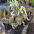 Large Leafed Opuntia Erinacea Ursine Snow 5 thumbnail