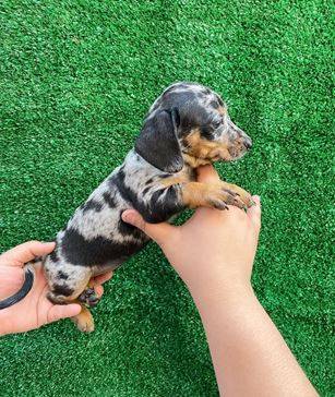 CKC miniature dachshund 1