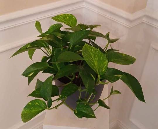 LARGE VARIGATED POTHOS PLANT IN GRAY PLANTER 1