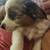 Mini australian shepherd 5 thumbnail