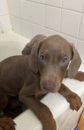 Doberman pups 1