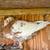 Utility Pigeons 2 thumbnail