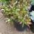 1 gallon succulent (Crassula rubricaulis) for $4 6 thumbnail