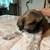 Shih Tzu pups rehoming 2 females 1 thumbnail