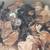 Bantam chicks 5 thumbnail
