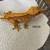 Crested Geckos 2 thumbnail