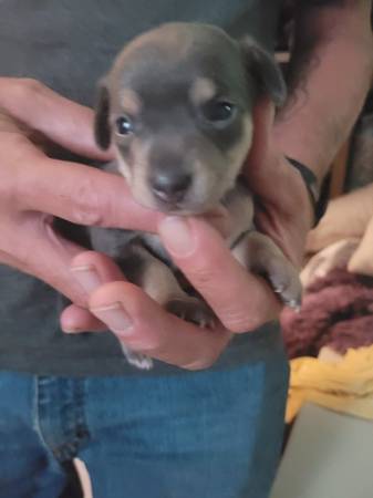 4 chiweenie girls63762945785731120