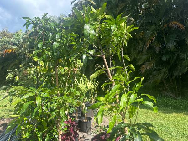 🌳 Grafted Mango Trees 🥭 1
