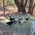 Ducks 4 thumbnail