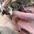 Kittens 2 thumbnail