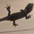 Red Eyes Croc Skinks Captive bred 3 thumbnail