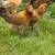 Chickens 11 thumbnail