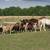 Sheep 5 thumbnail