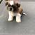 Shih Tzu  bed 2 thumbnail