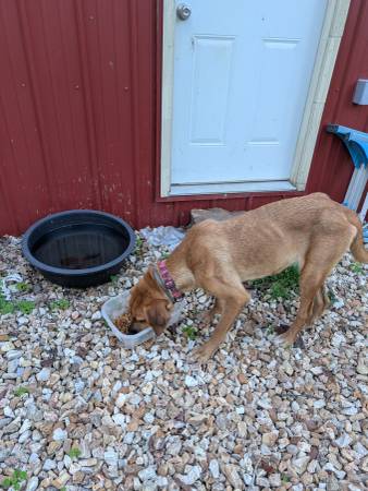 Found Dog (Creal springs il)63981875463554120