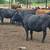 250 2nd & 3rd Calf Bred Cows 5 thumbnail