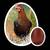 Female Chocolate Egger Chicks For Sale $15 1 thumbnail