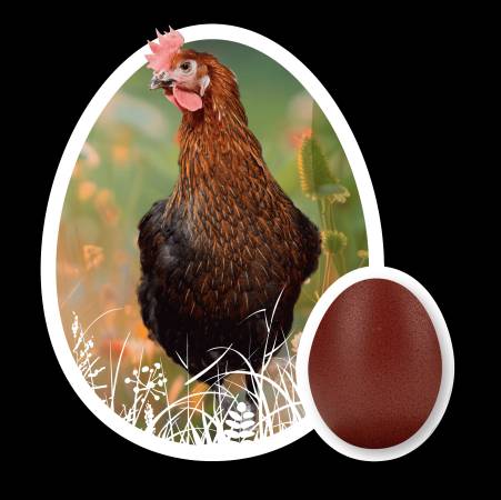 Female Chocolate Egger Chicks For Sale $15 1