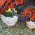 Easter Egger & Cuckoo Marans Hens Pullets 6 thumbnail