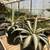 Agave Plants - multiple varieties 5 thumbnail