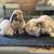 Holland lop baby bunnies 20 thumbnail