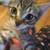 Kitty cats 6 thumbnail
