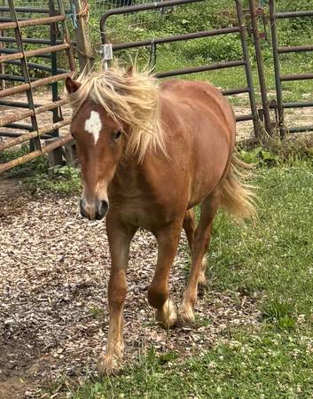 Gypsy Vanner/Pony cross gelding 1