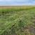 Torn net grass hay - $30 3 thumbnail