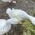 Sebastopol Goslings (Geese Babies) 2M/3F 9 thumbnail