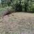 FRANCISCO LANDSCAPING SERVICES 13 thumbnail