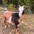 Nigerian dwarf goat does 2 thumbnail