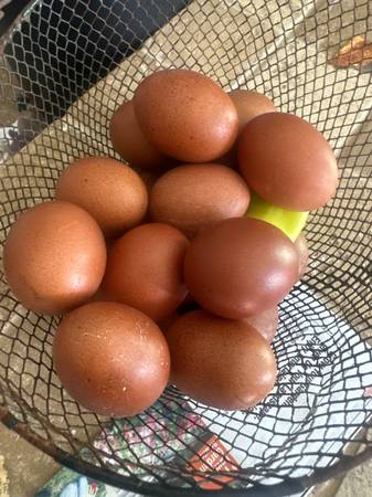 Copper  marans 1