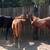 AQHA WEANLINGS 1 thumbnail