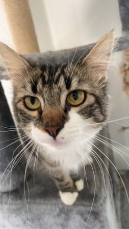 2 year old Cat Rosie $100 Rehoming fee (Rathdrum)63970213889538120