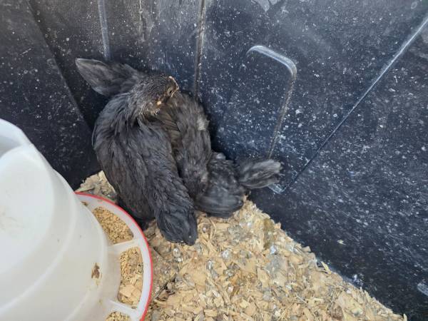 3 healthy chickens 1