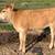 Mini jersey young bulls 1 thumbnail