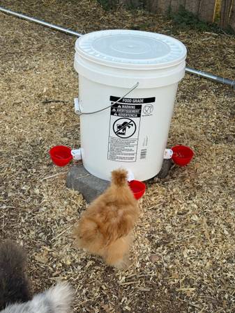 Homemade Chicken Feeders & Waterers 1