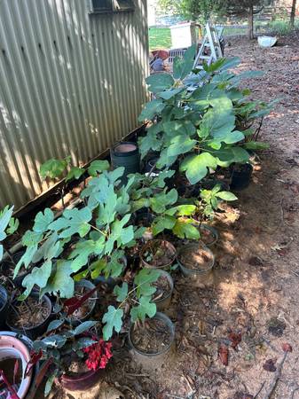 Fig Trees 1