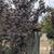 Purple Leaf Plum Tree 8 thumbnail