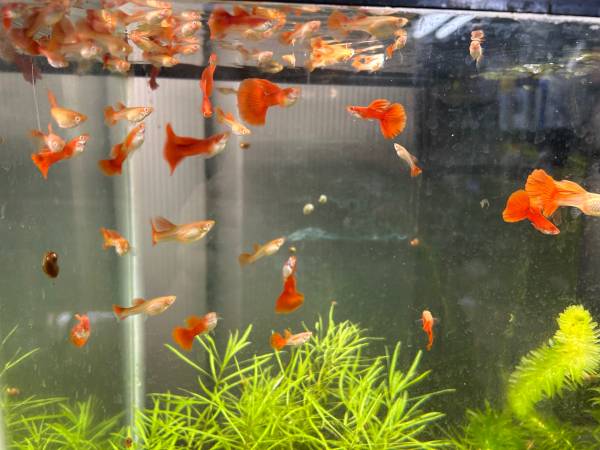 Guppies (Shelton)63874561104129124