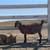 Goat Kids, does & Bucklings 11 thumbnail