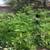 Organic Moringa: Fresh-picked leaves 6 thumbnail