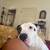 ~HONEY~ needs a forever home!! 7 thumbnail