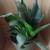 Birdnest Sansevieria House Plant #3 2 thumbnail