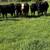 20 Replacement Beef Heifers 3 thumbnail
