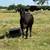 Bred cows 1 thumbnail