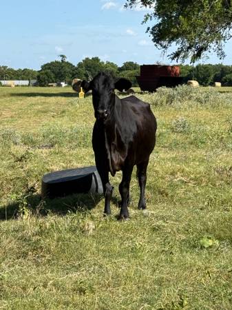 Bred cows 1