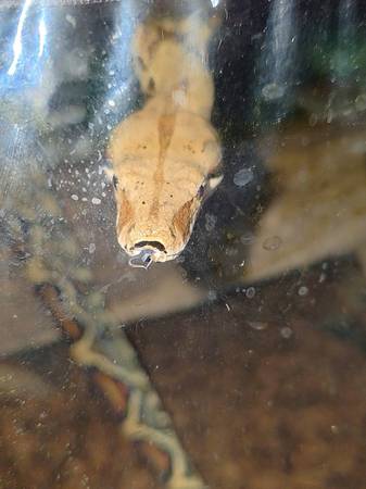 BCI Boa 1
