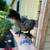 Ducklings, silkies chicks, laying hens 6 thumbnail