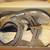 New Mens size 13 awesome sandals 1 thumbnail